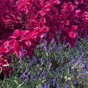Vibrant Red and Purple Foliage